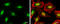 Nucleolysin TIA-1 isoform p40 antibody, GTX113280, GeneTex, Immunocytochemistry image 