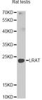 Lecithin Retinol Acyltransferase antibody, STJ28730, St John