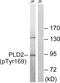 Phospholipase D2 antibody, AP55830PU-S, Origene, Western Blot image 
