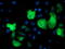 Tropomodulin 1 antibody, TA503171, Origene, Immunofluorescence image 