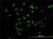 Transducin Beta Like 1 X-Linked Receptor 1 antibody, H00079718-M01, Novus Biologicals, Immunofluorescence image 