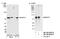 BRCA1 Associated ATM Activator 1 antibody, NB100-2256, Novus Biologicals, Western Blot image 