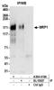Mrp antibody, A304-419A, Bethyl Labs, Immunoprecipitation image 