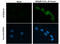 HIF-2-alpha antibody, GTX30114, GeneTex, Immunofluorescence image 