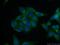 Syntaxin-binding protein 2 antibody, 66238-1-Ig, Proteintech Group, Immunofluorescence image 