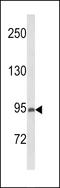 Phosphatidylinositol 3,4,5-trisphosphate-dependent Rac exchanger 1 protein antibody, LS-C162135, Lifespan Biosciences, Western Blot image 