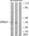 Olfactory Receptor Family 8 Subfamily G Member 1 (Gene/Pseudogene) antibody, LS-C120916, Lifespan Biosciences, Western Blot image 