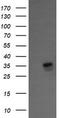 Kinesin Family Member 25 antibody, CF505426, Origene, Western Blot image 