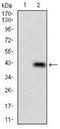 PLAG1 Like Zinc Finger 1 antibody, NBP2-37344, Novus Biologicals, Western Blot image 