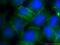 Tight Junction Protein 2 antibody, 18900-1-AP, Proteintech Group, Immunofluorescence image 