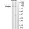 Chondroitin Sulfate Synthase 1 antibody, PA5-50008, Invitrogen Antibodies, Western Blot image 