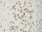 anemia virus apoptin antibody, orb242470, Biorbyt, Immunohistochemistry paraffin image 