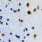 Zinc finger protein ZIC 1 antibody, orb304668, Biorbyt, Immunohistochemistry paraffin image 