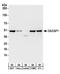 DAZ-associated protein 1 antibody, A303-984A, Bethyl Labs, Western Blot image 