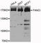 FA Complementation Group I antibody, A05108, Boster Biological Technology, Western Blot image 