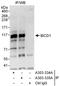 Protein bicaudal D homolog 1 antibody, A303-334A, Bethyl Labs, Immunoprecipitation image 