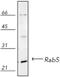RAB5A, Member RAS Oncogene Family antibody, ADI-KAP-GP006-E, Enzo Life Sciences, Western Blot image 