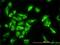 Elongation factor 1-gamma antibody, H00001937-M01, Novus Biologicals, Immunofluorescence image 