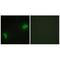Docking Protein 7 antibody, A05165, Boster Biological Technology, Immunohistochemistry frozen image 