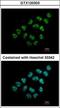 Nucleolar Protein 12 antibody, GTX120303, GeneTex, Immunocytochemistry image 