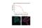 EGFR antibody, 54359S, Cell Signaling Technology, Immunofluorescence image 