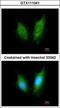 Cullin 5 antibody, GTX111041, GeneTex, Immunofluorescence image 