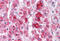 NAA40 antibody, MBS244085, MyBioSource, Immunohistochemistry frozen image 