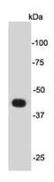Psg16 antibody, NBP2-67085, Novus Biologicals, Western Blot image 
