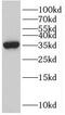 Zinc finger protein SNAI3 antibody, FNab08053, FineTest, Western Blot image 