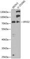 Intermediate Filament Family Orphan 2 antibody, 23-016, ProSci, Western Blot image 