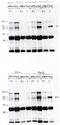 Vav Guanine Nucleotide Exchange Factor 2 antibody, MBS395620, MyBioSource, Western Blot image 