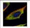 Calpain 11 antibody, NBP2-15673, Novus Biologicals, Immunofluorescence image 