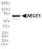 ATP Binding Cassette Subfamily E Member 1 antibody, PA1-32357, Invitrogen Antibodies, Western Blot image 