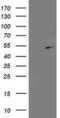 Proliferation-Associated 2G4 antibody, MA5-25620, Invitrogen Antibodies, Western Blot image 