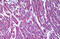 Malate dehydrogenase, mitochondrial antibody, MBS246355, MyBioSource, Immunohistochemistry frozen image 