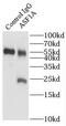 Anti-Silencing Function 1A Histone Chaperone antibody, FNab00631, FineTest, Immunoprecipitation image 