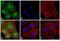 Rat IgG Isotype Control antibody, A-21208, Invitrogen Antibodies, Immunofluorescence image 