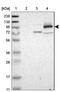 Rho Guanine Nucleotide Exchange Factor 11 antibody, NBP1-83313, Novus Biologicals, Western Blot image 