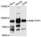 RAB11 Family Interacting Protein 1 antibody, A9215, ABclonal Technology, Western Blot image 