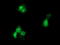 Glucokinase regulatory protein antibody, TA502152, Origene, Immunofluorescence image 