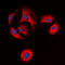 Opioid Receptor Delta 1 antibody, LS-C358824, Lifespan Biosciences, Immunofluorescence image 