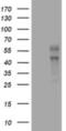 Vascular Endothelial Growth Factor C antibody, NBP2-45404, Novus Biologicals, Western Blot image 