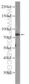 Zyg-11 Related Cell Cycle Regulator antibody, 16647-1-AP, Proteintech Group, Western Blot image 