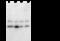 BCL2 antibody, 10195-MM17, Sino Biological, Western Blot image 