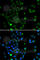 Chorion-specific transcription factor GCMa antibody, A7282, ABclonal Technology, Immunofluorescence image 