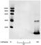 Heparin-binding growth factor 1 antibody, LS-B13671, Lifespan Biosciences, Western Blot image 