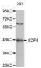 45 kDa calcium-binding protein antibody, abx004039, Abbexa, Western Blot image 