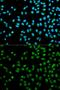 Cystatin-8 antibody, GTX53934, GeneTex, Immunofluorescence image 