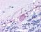 Opsin-3 antibody, NLS2134, Novus Biologicals, Immunohistochemistry frozen image 