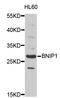 BCL2 Interacting Protein 1 antibody, STJ26470, St John